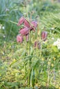 Snakes head Fritillaria meleagris, checkered purple flowers